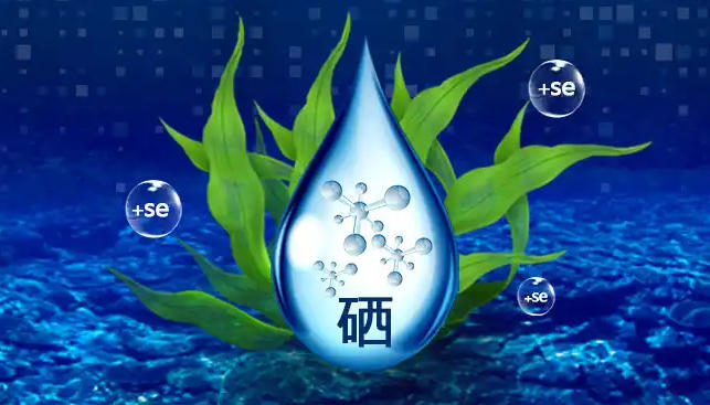 硒绝大部分与蛋白质结合，称之为“含硒蛋白”